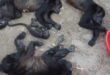 Mueren animales por calor en México