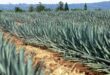 Sobreproducción de agave, el oro azul muestra el cobre