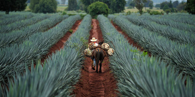 Tequila y el consejo desregularizador