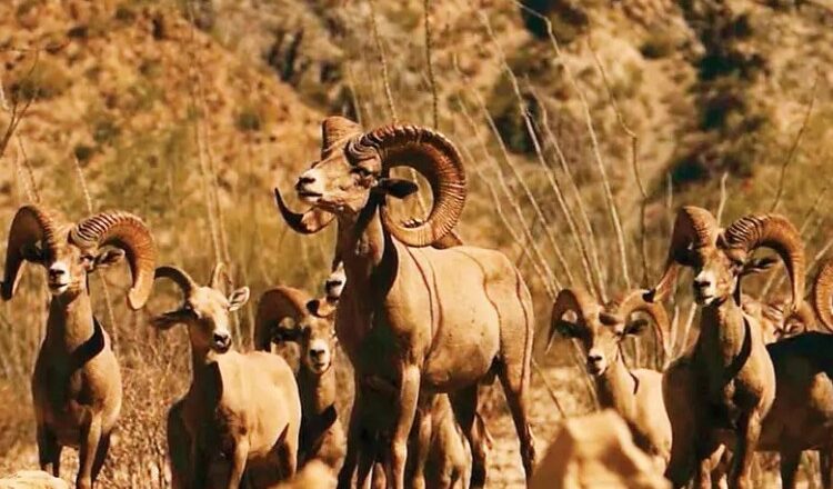 Cacería del borrego cimarrón, conflictos en Nación Seri