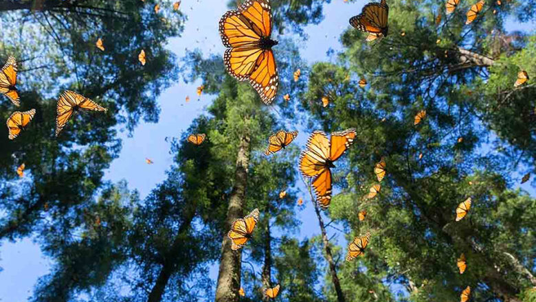 Paisaje real de la Monarca