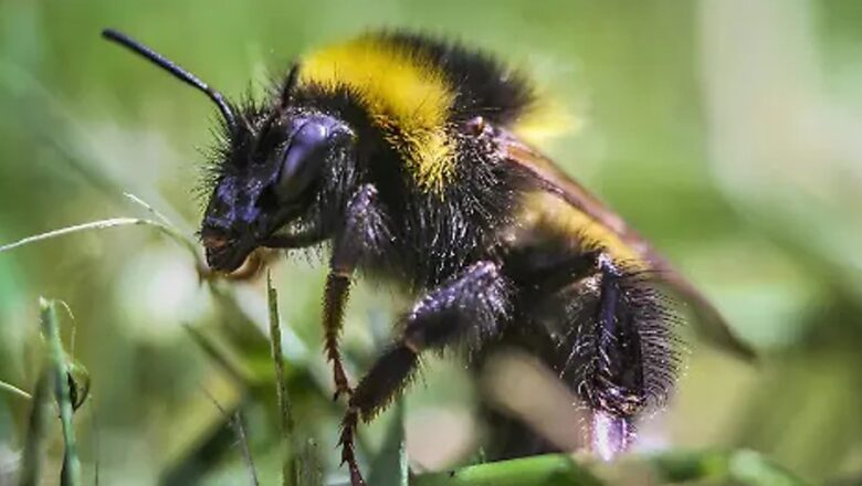 No hacen miel, salvan mundos