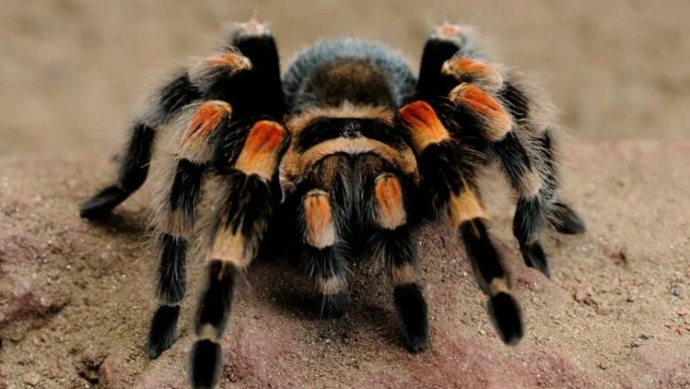 Tarántula amenazada en Guerrero