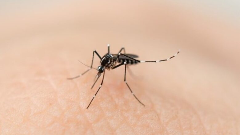 ¿Picazón? Fue la hembra