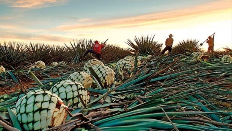 Oro azul, ahora de cobre