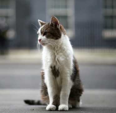 Larry, el gato del 10 de Downing Street