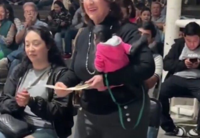 Renuncia regidora del mono araña