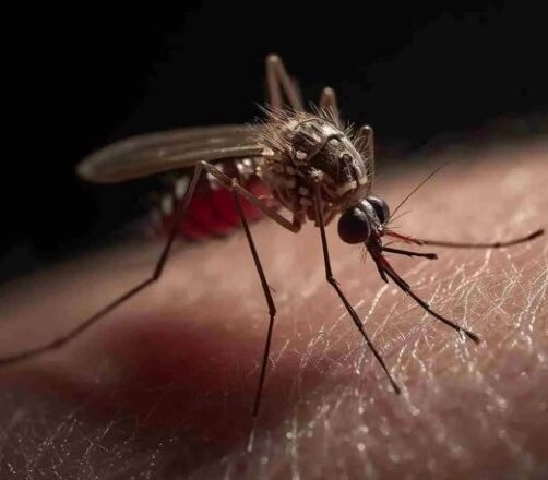 Dos muertes más por dengue en México