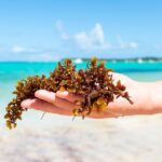 El sargazo ataca de nuevo al Caribe