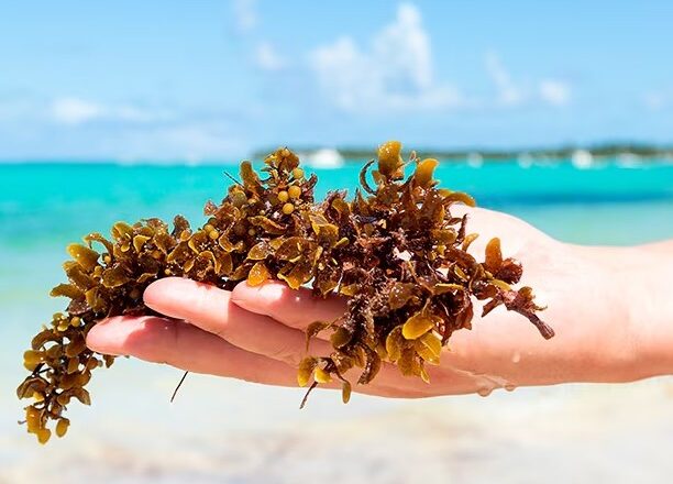 El sargazo ataca de nuevo al Caribe