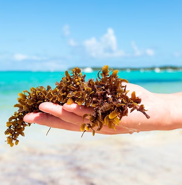 El sargazo ataca de nuevo al Caribe