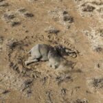 Misteriosa enfermedad mata a elefantes en Kenia