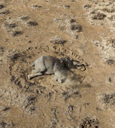 Misteriosa enfermedad mata a elefantes en Kenia