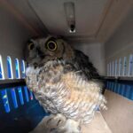 Rescatan animales silvestres en costa sur