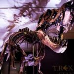INAH identifica 50 huellas fósiles de dinosaurios